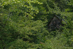 A rustic Cajun cabin surrounded by lush greenery.