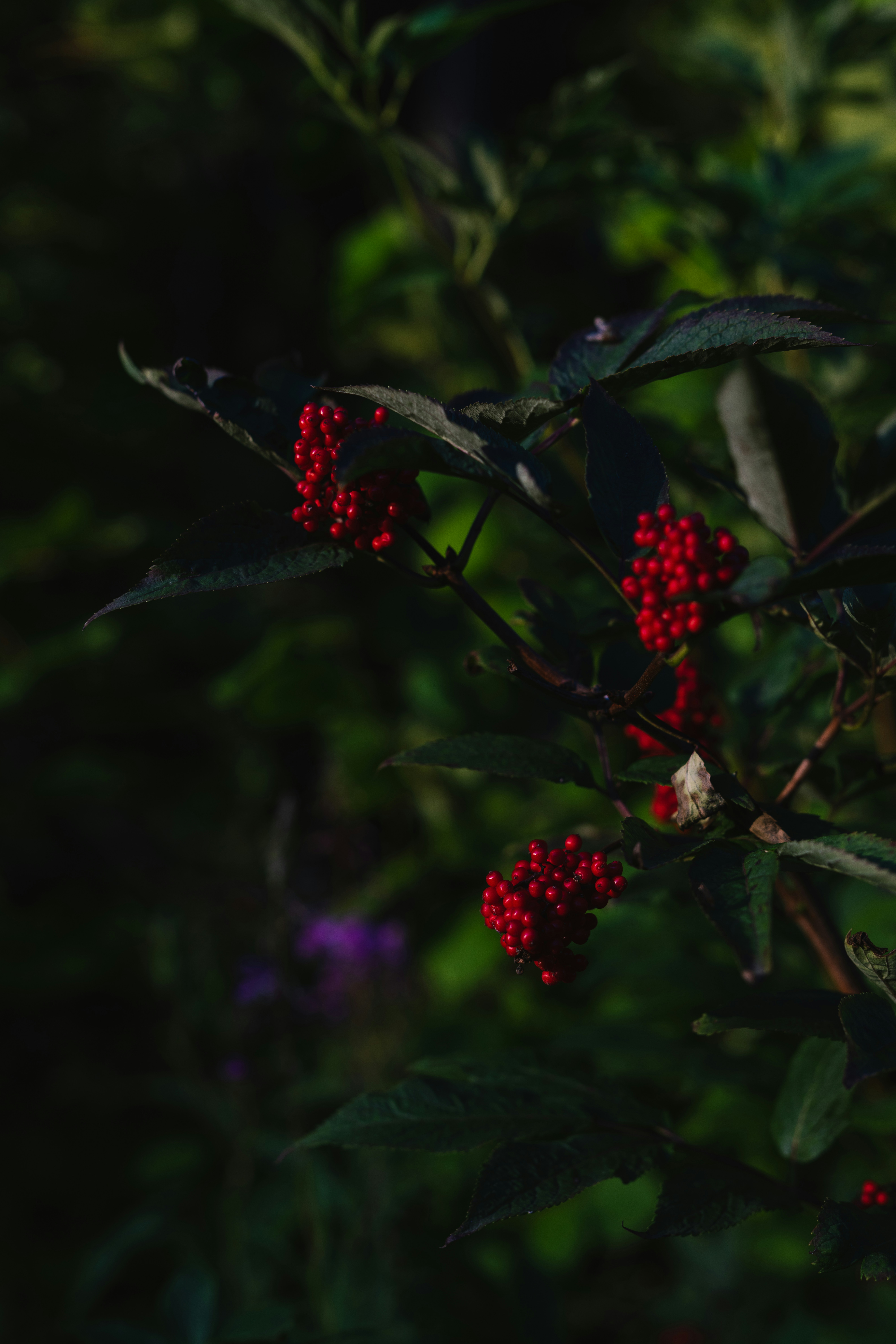 Photo by hellaren