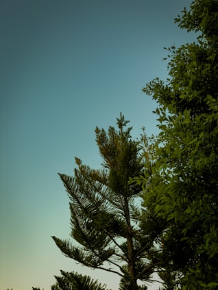 A serene image showing Lebanese cedar trees blending into Brazilian rainforest greenery under a clear sky.