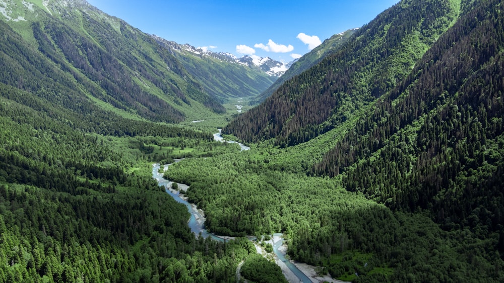 a river running through a lush green forest