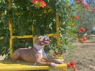 A content dog with a brown and white coat is resting on a yellow wooden bench. The background is filled with lush green leaves and bright orange flowers climbing a wooden structure. The setting is sunny and appears to be a garden or park.
