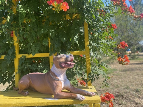 A content dog with a brown and white coat is resting on a yellow wooden bench. The background is filled with lush green leaves and bright orange flowers climbing a wooden structure. The setting is sunny and appears to be a garden or park.