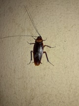 A large cockroach is positioned on a textured wall. The insect is prominently visible, showing detailed features such as long antennae, six legs, and a glossy, dark brown exoskeleton.