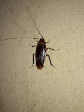 Close-up of a pest control professional inspecting a wall for insect infestation.