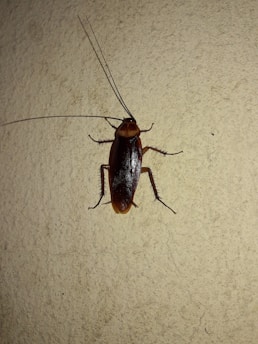 A large cockroach is positioned on a textured wall. The insect is prominently visible, showing detailed features such as long antennae, six legs, and a glossy, dark brown exoskeleton.