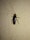 A large cockroach is positioned on a textured wall. The insect is prominently visible, showing detailed features such as long antennae, six legs, and a glossy, dark brown exoskeleton.