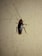 A large cockroach is positioned on a textured wall. The insect is prominently visible, showing detailed features such as long antennae, six legs, and a glossy, dark brown exoskeleton.