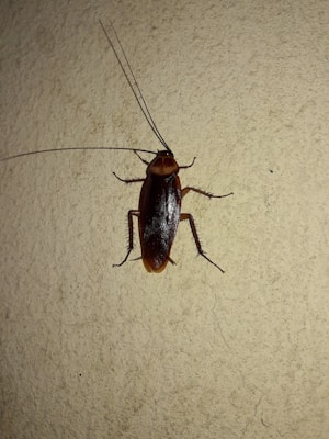 A large cockroach is positioned on a textured wall. The insect is prominently visible, showing detailed features such as long antennae, six legs, and a glossy, dark brown exoskeleton.
