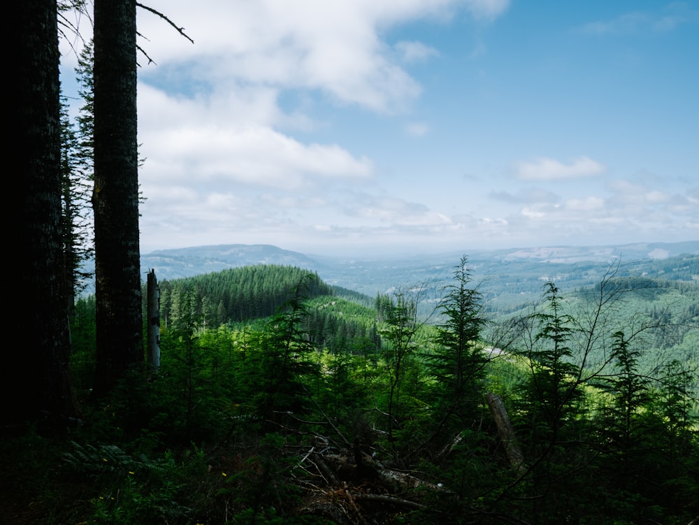 a scenic view of a forest with mountains in the distance