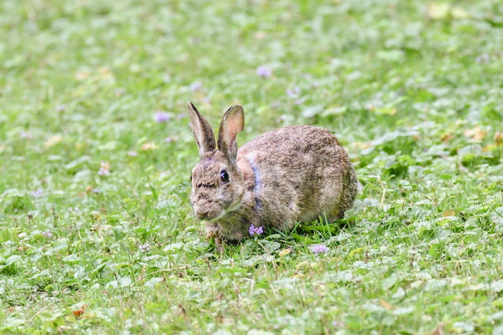a rabbit sitting in a field of grass