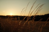 Golden hour light spilling over a serene landscape with a lone figure.
