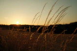 Golden hour light casting long shadows on coastal grasslands.