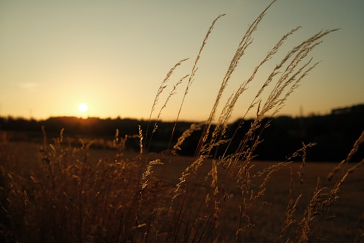 Golden hour light casting long shadows over open land with a family walking in the distance.