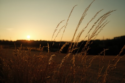 Golden hour light spilling over a serene landscape with a lone figure.