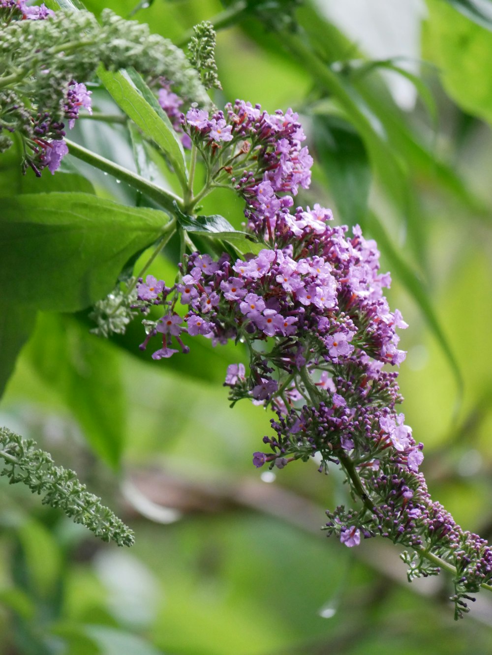 una rama de una planta con flores púrpuras