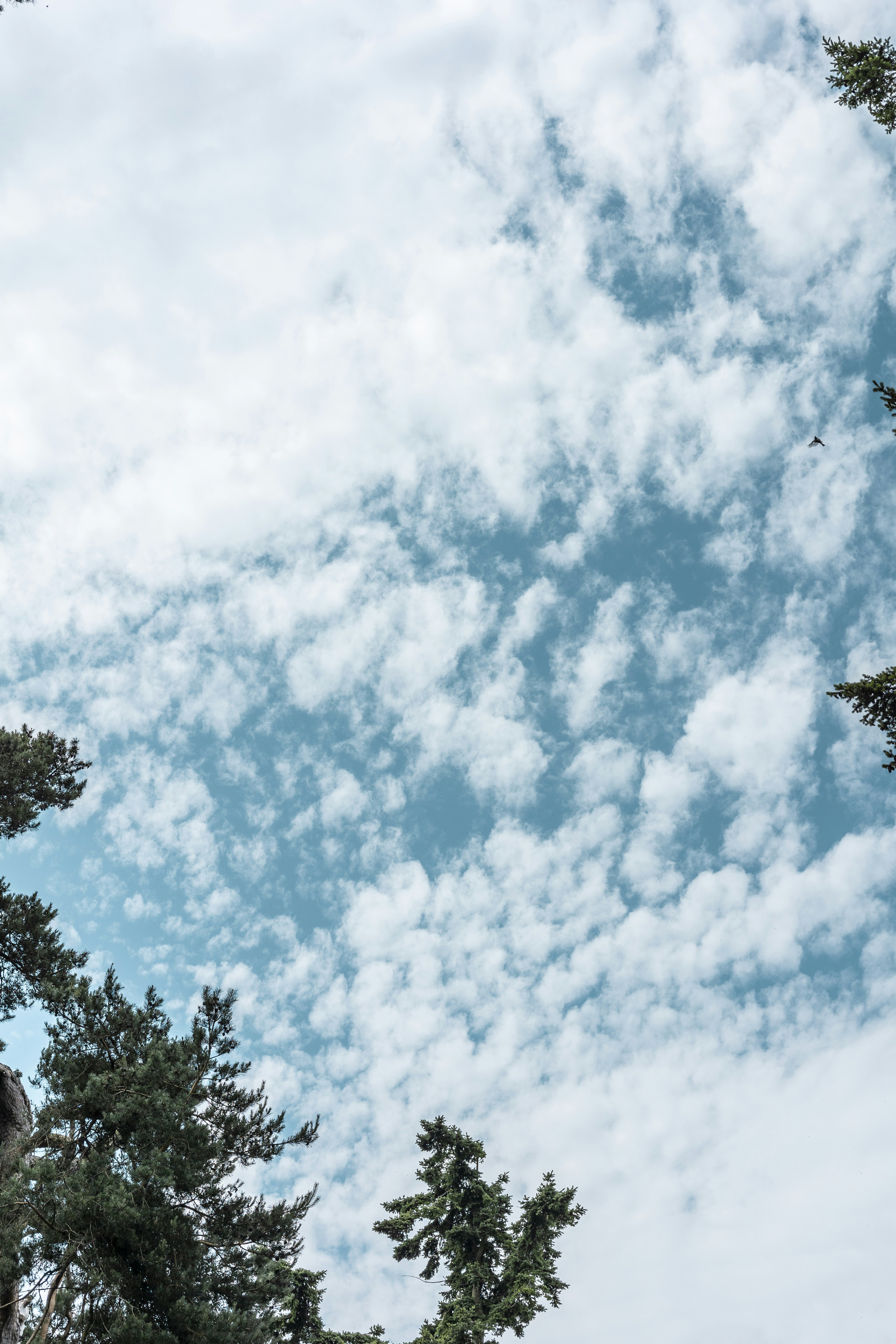 a bird flying through a cloudy blue sky