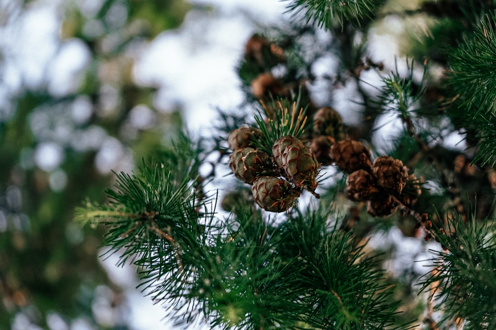 a close up of pine cones on a pine tree