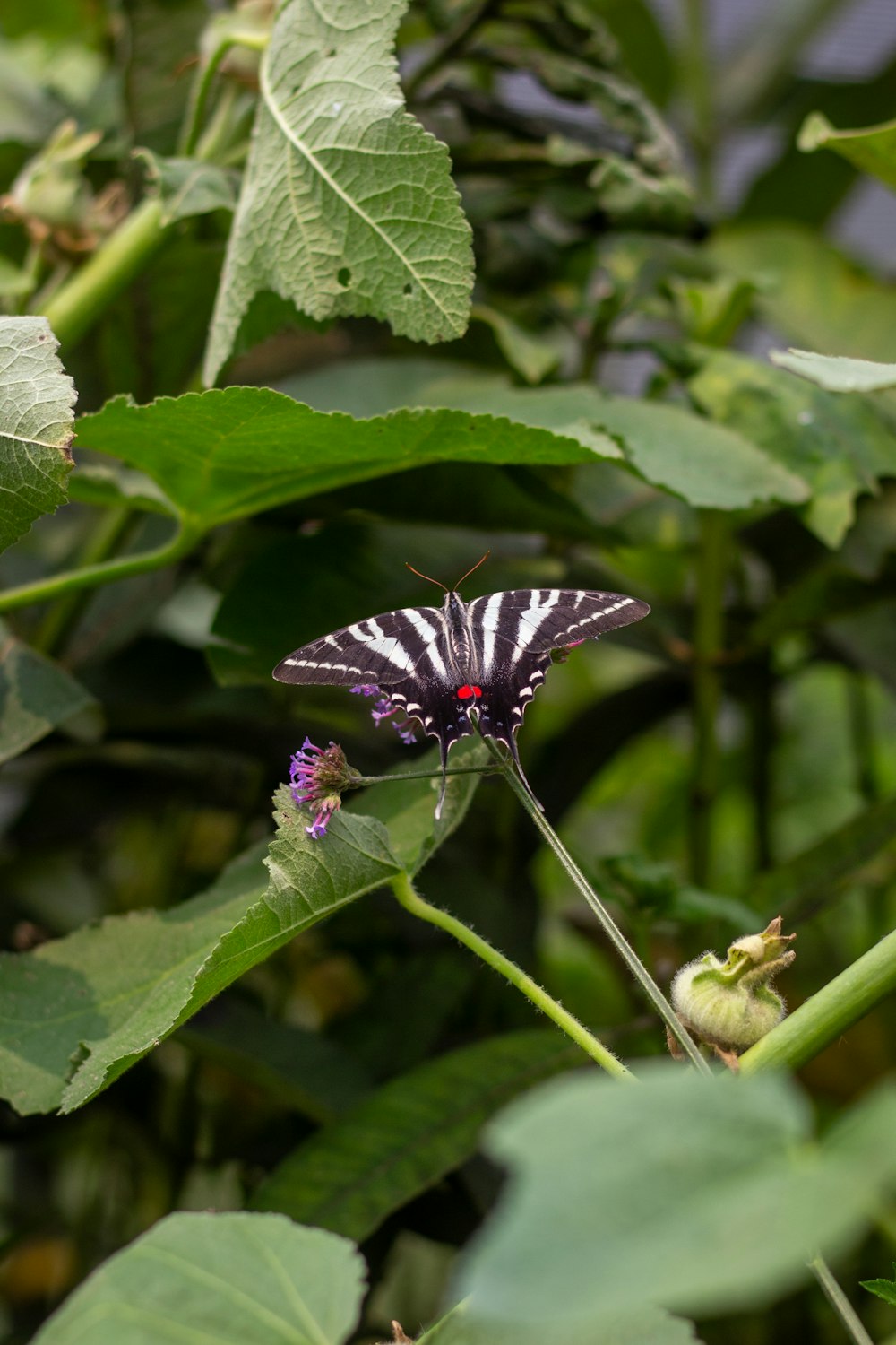 a black and white butterfly sitting on a purple flower