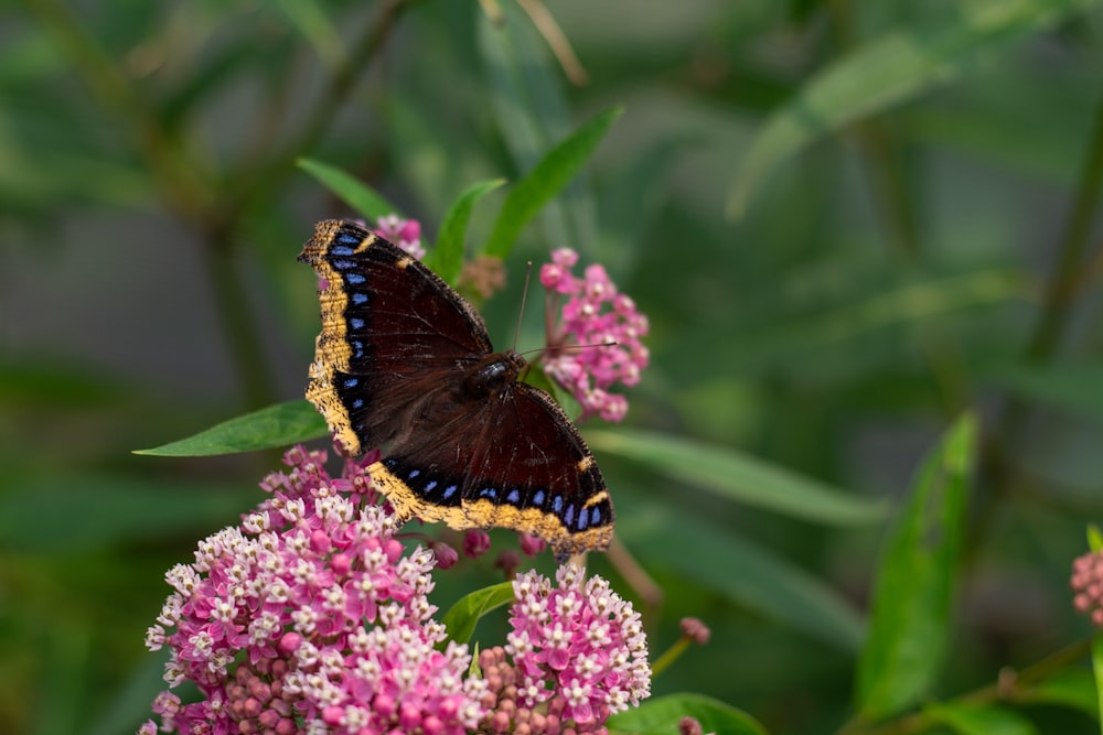 a butterfly sitting on top of a purple flower