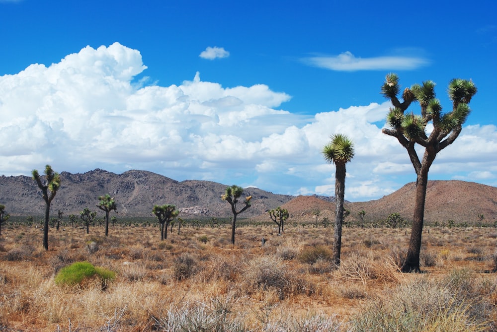 a group of trees in a desert with mountains in the background
