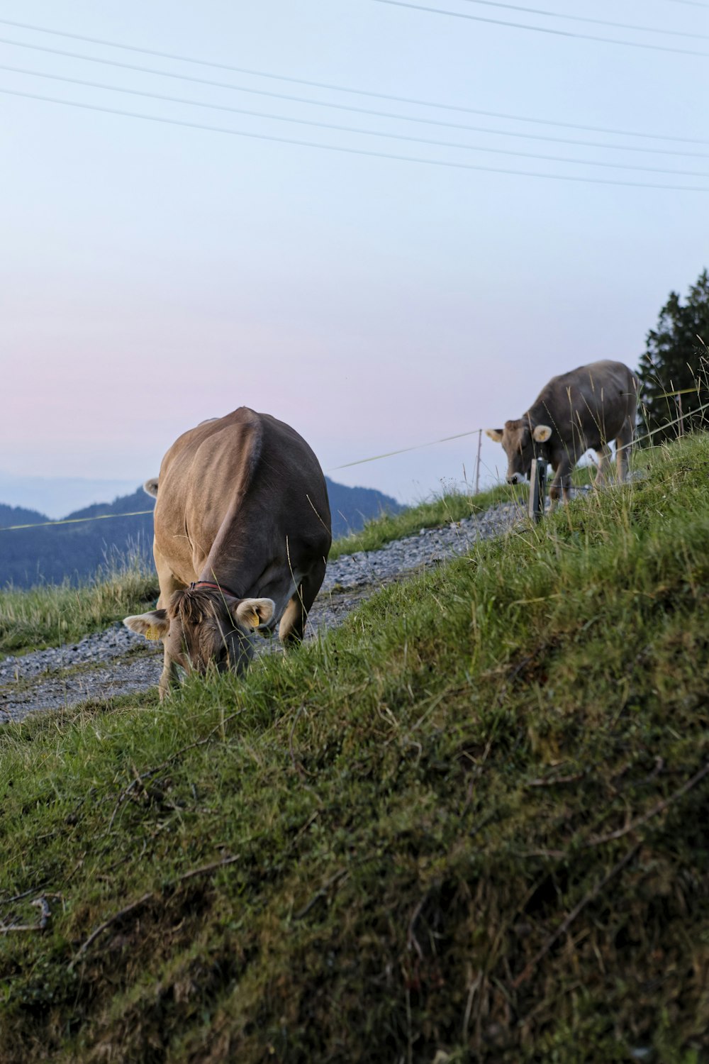 a couple of cows grazing on a lush green hillside