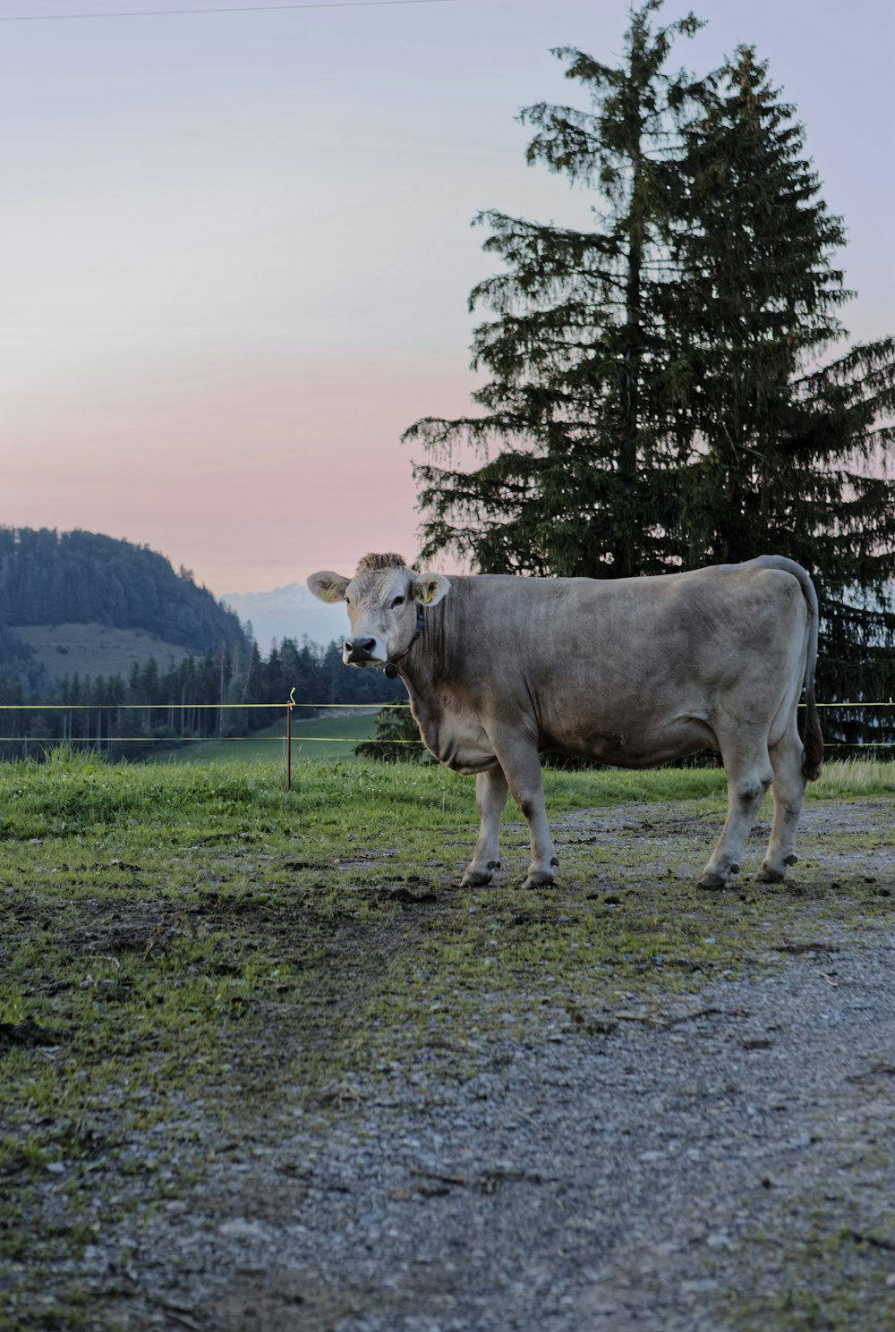 a cow standing on a dirt road in a field