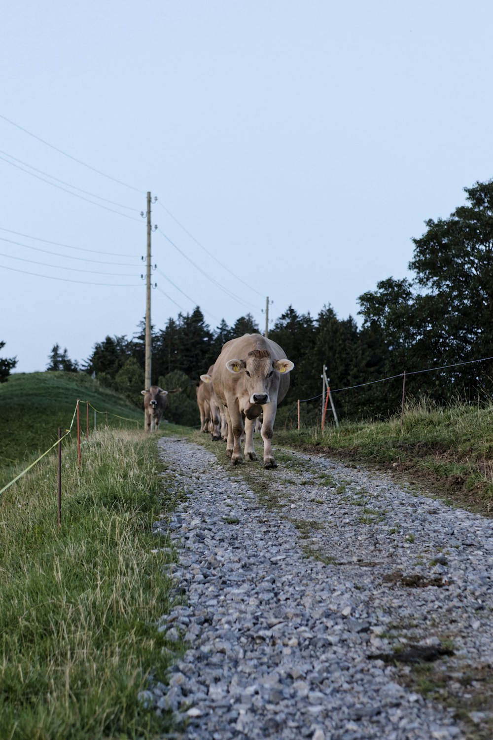 a couple of cows walking down a dirt road