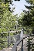 Visitors walking along an elevated wooden trail observing vibrant tropical birds