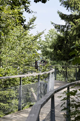 Visitors enjoying a peaceful walk along a wooden elevated trail through vibrant rainforest.