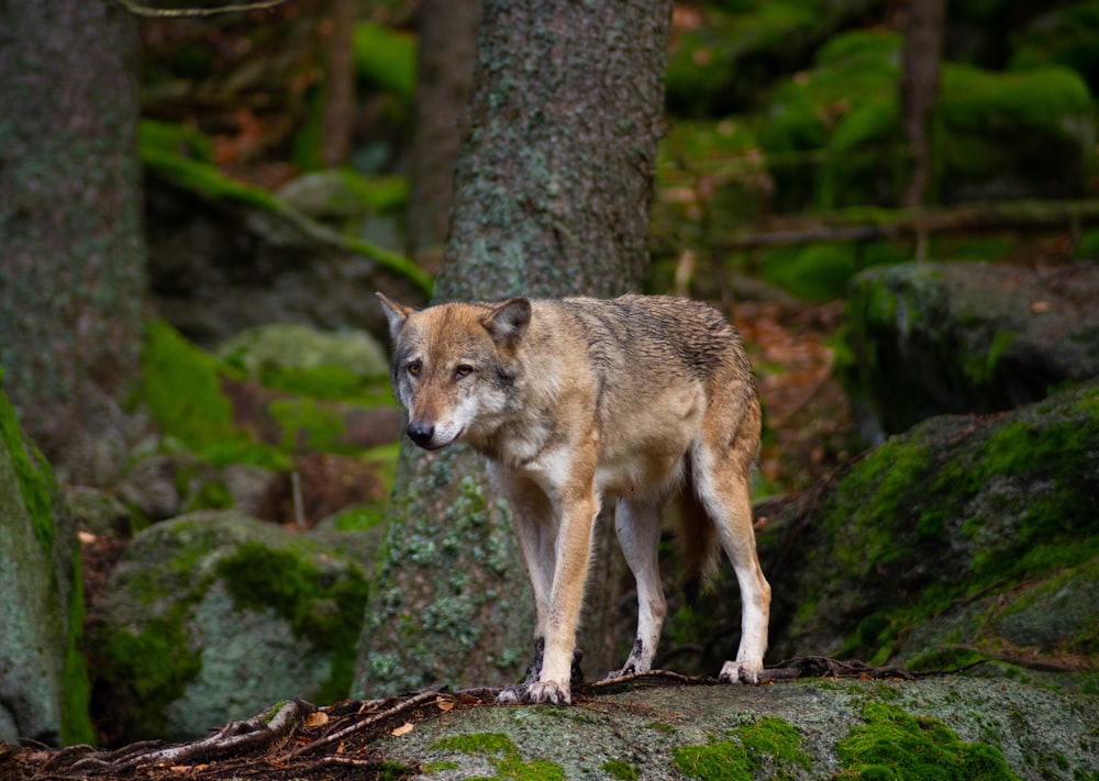 a lone wolf standing on a rock in a forest