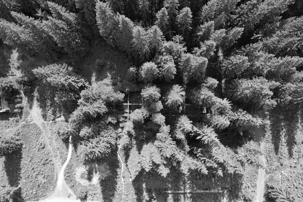 a black and white photo of a forest