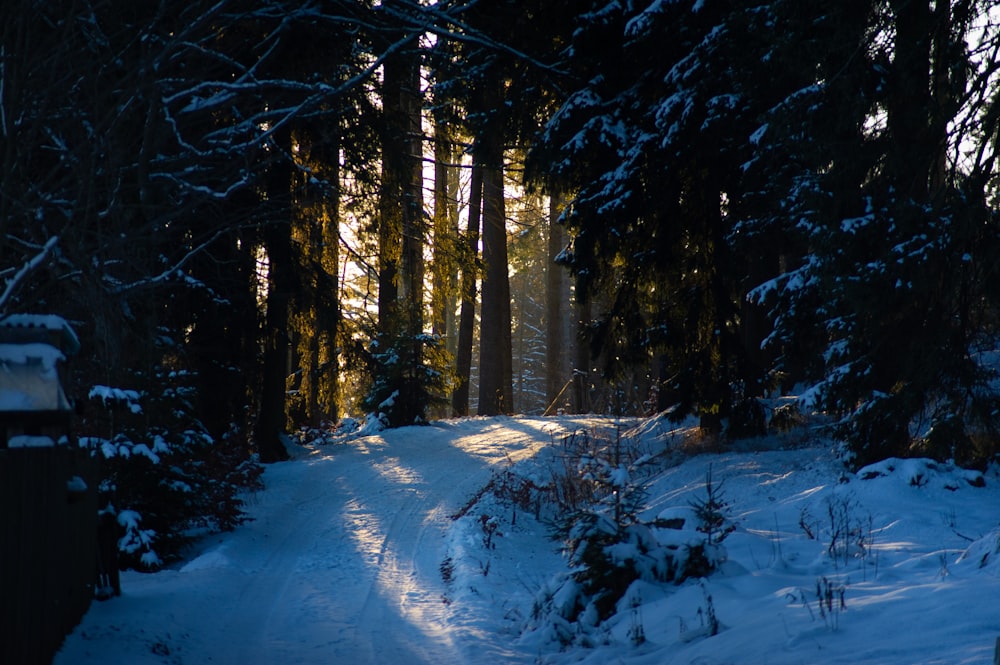 a snow covered path in a forest with trees