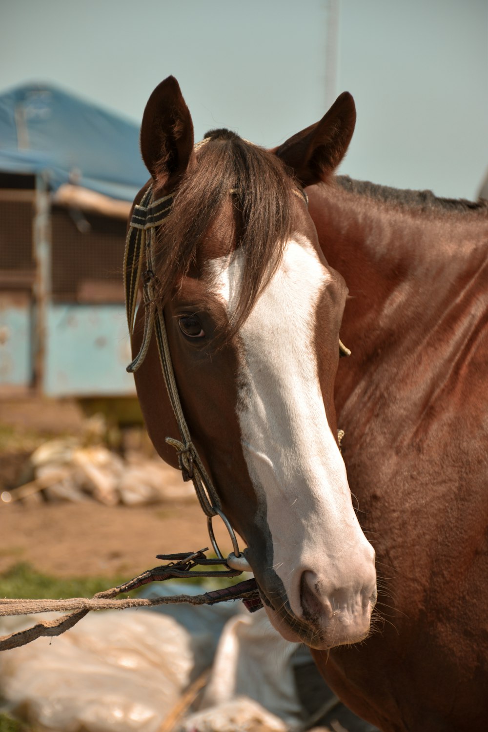 Un cavallo marrone e bianco con una briglia