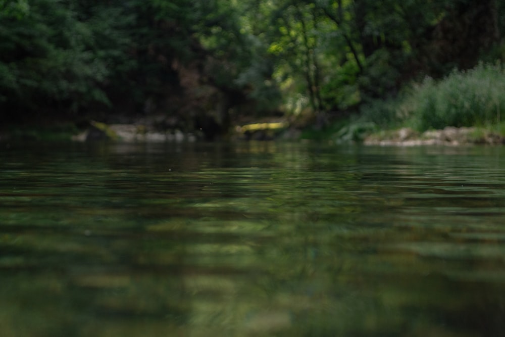 a body of water with trees in the background