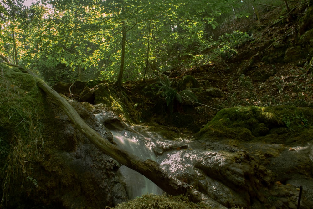 a stream running through a lush green forest