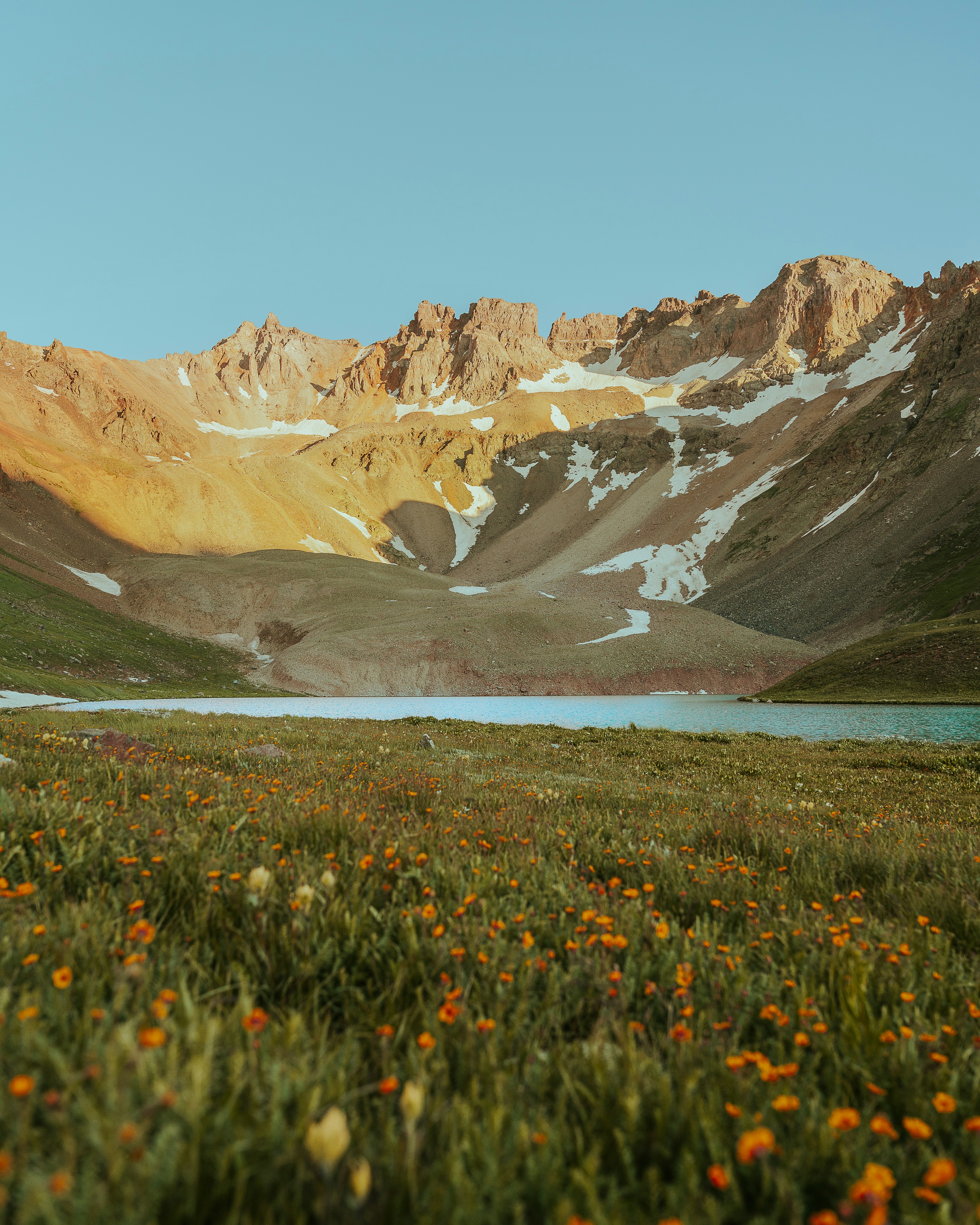 a field of flowers with a mountain in the background
