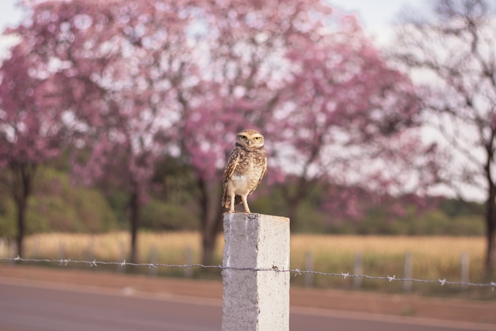 a small owl sitting on top of a cement block