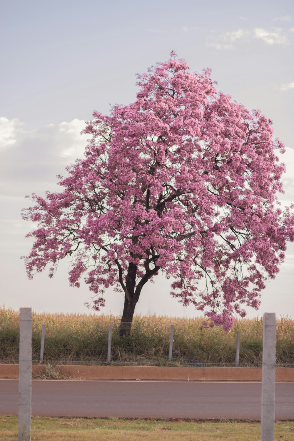 a large pink tree in the middle of a field