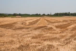 Wide shot of a vast grain field with big bags lined up for collection.
