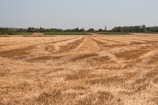 Farmers harvesting pulses under a bright blue sky.