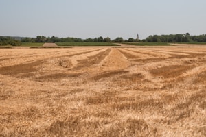 Farmers harvesting ripe crops under a clear blue sky