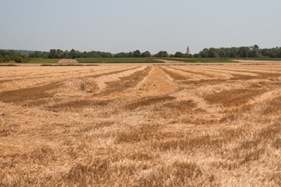 A vibrant farm field with farmers harvesting grains under a clear sky.