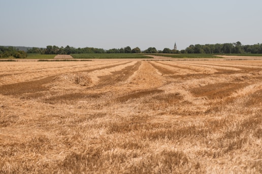 A vast field of harvested grain with stubble spread across the ground in neat rows. Trees and a small structure are visible on the horizon under a clear blue sky.