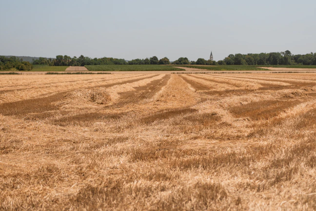 Wide shot of a vast grain field with big bags lined up for collection.