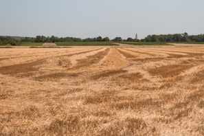 Farmers harvesting pulses under a bright blue sky.