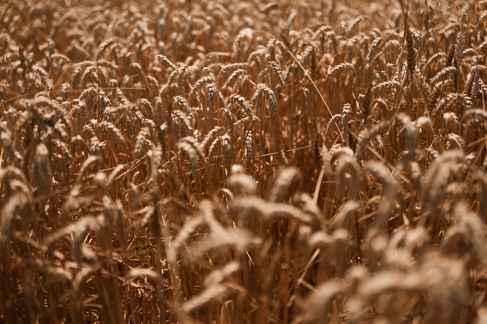 a field of ripe wheat ready to be harvested