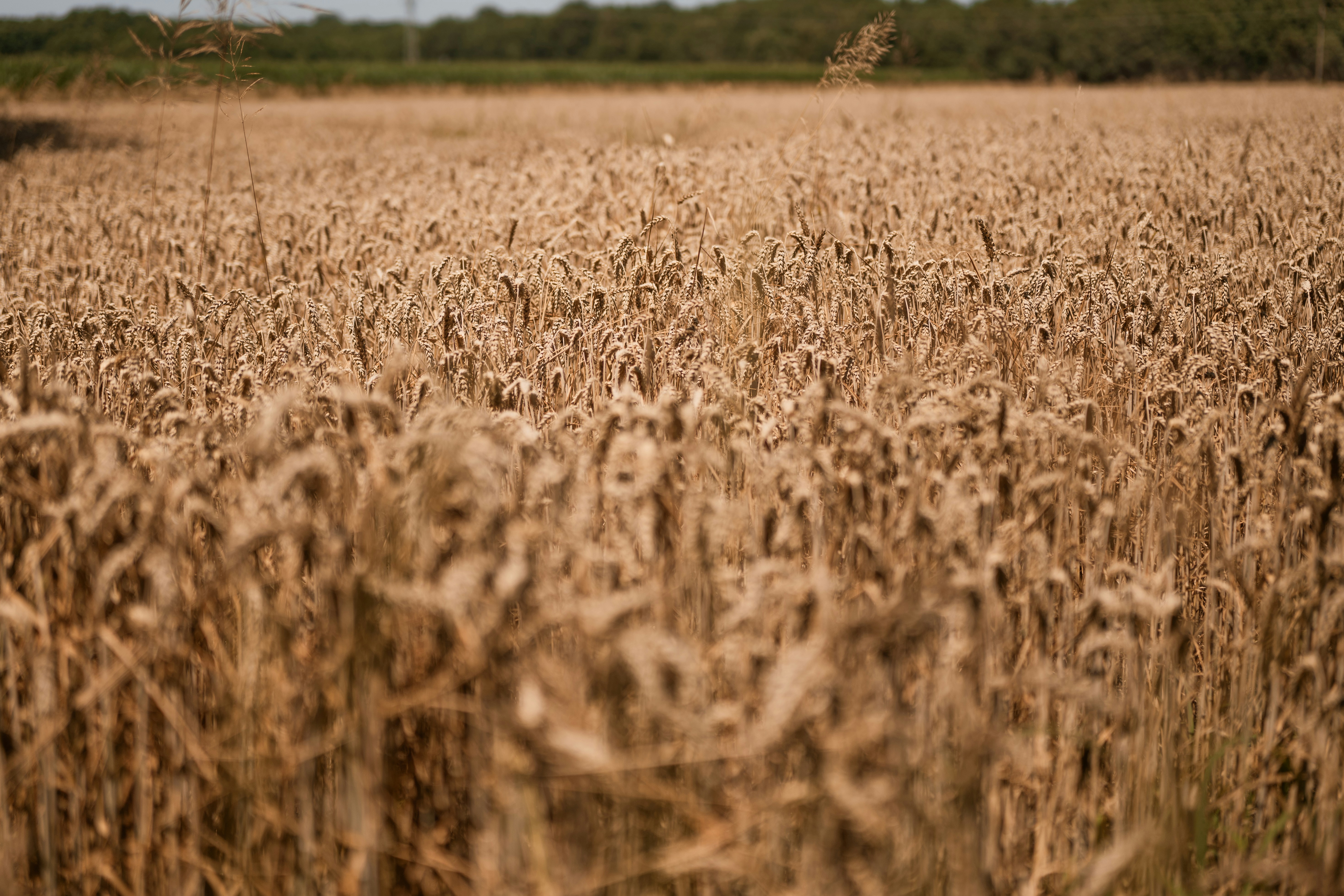 a field of ripe wheat with trees in the background