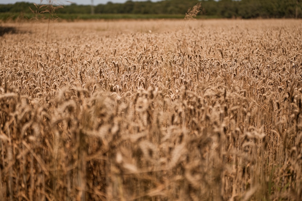 a field of ripe wheat with trees in the background