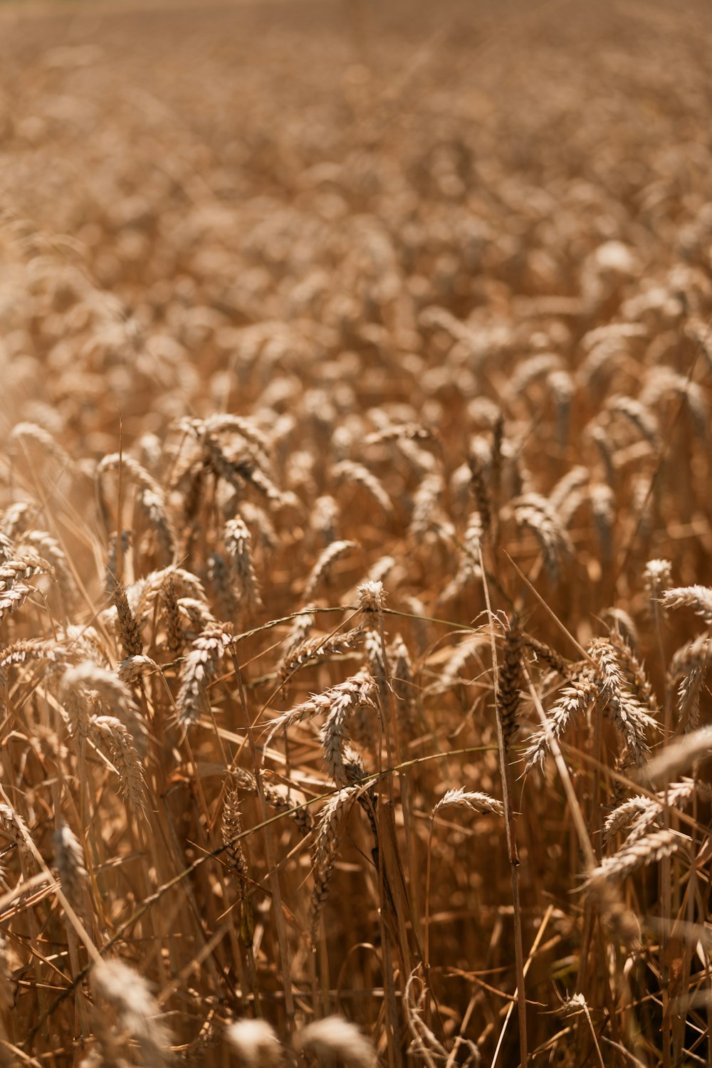 a field of wheat is shown in sepia