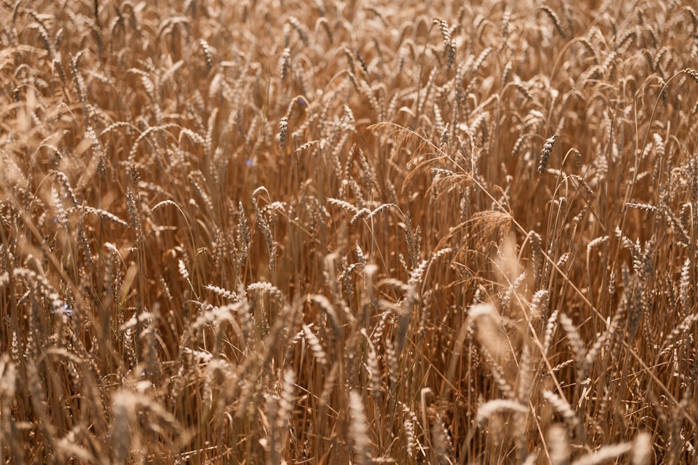 a field of ripe wheat ready to be harvested